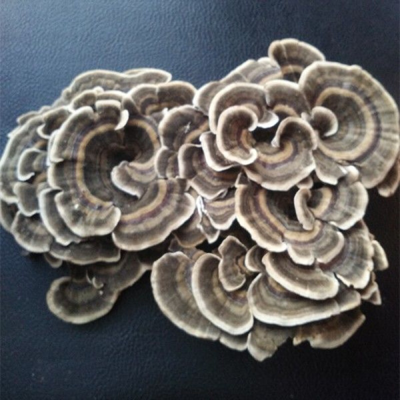 伟博东北长白山野生云芝整枝云之蘑特产云芝菌新货500克一斤500克