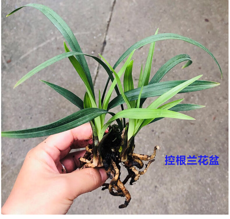 兰花盆价格 塑料花盆图片