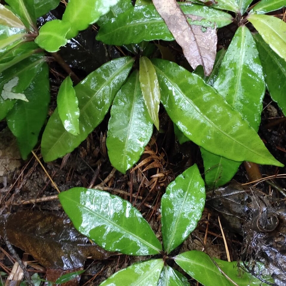 小落伞草图片图片