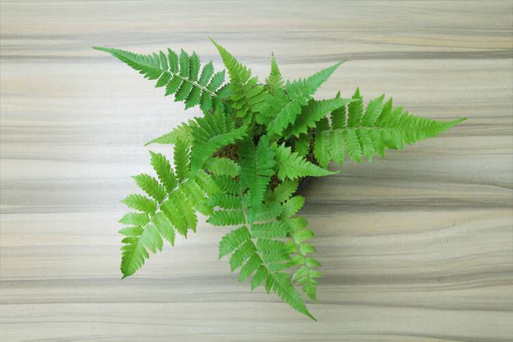 蕨类植物微景观 金钱菖蒲 蕨类水培植物盆景花卉竹子微景观盆栽