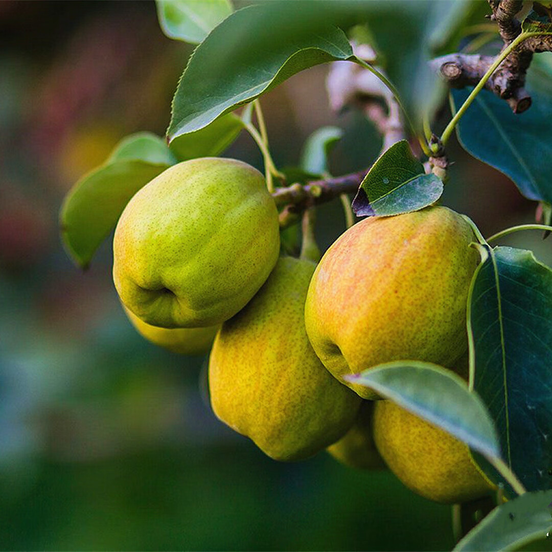 新疆新鲜应当季孕妇水果特级全母梨子整箱蜜梨5/8斤 【】特级果5斤(约