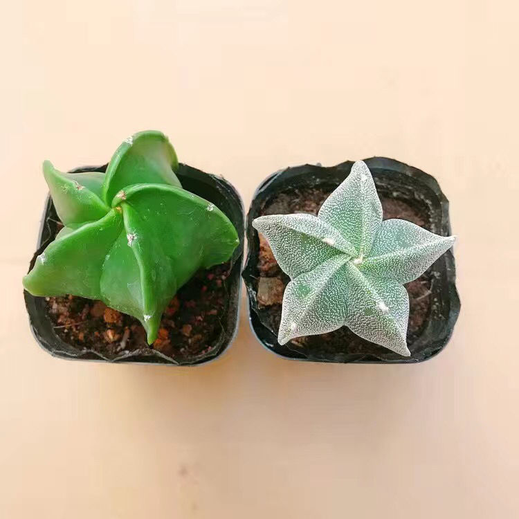 *轻奢球仙人掌客厅仙人球吸甲醛盆栽办公室星兜抖音网红sn6783 幸运星