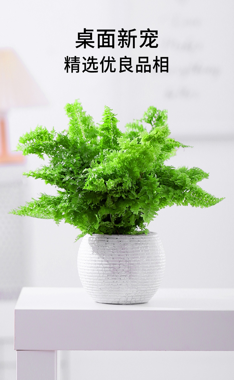 棉花糖蕾丝肾蕨扇叶铁线蕨办公室花卉盆栽喜阴蕨类植物绿植室内棉花糖