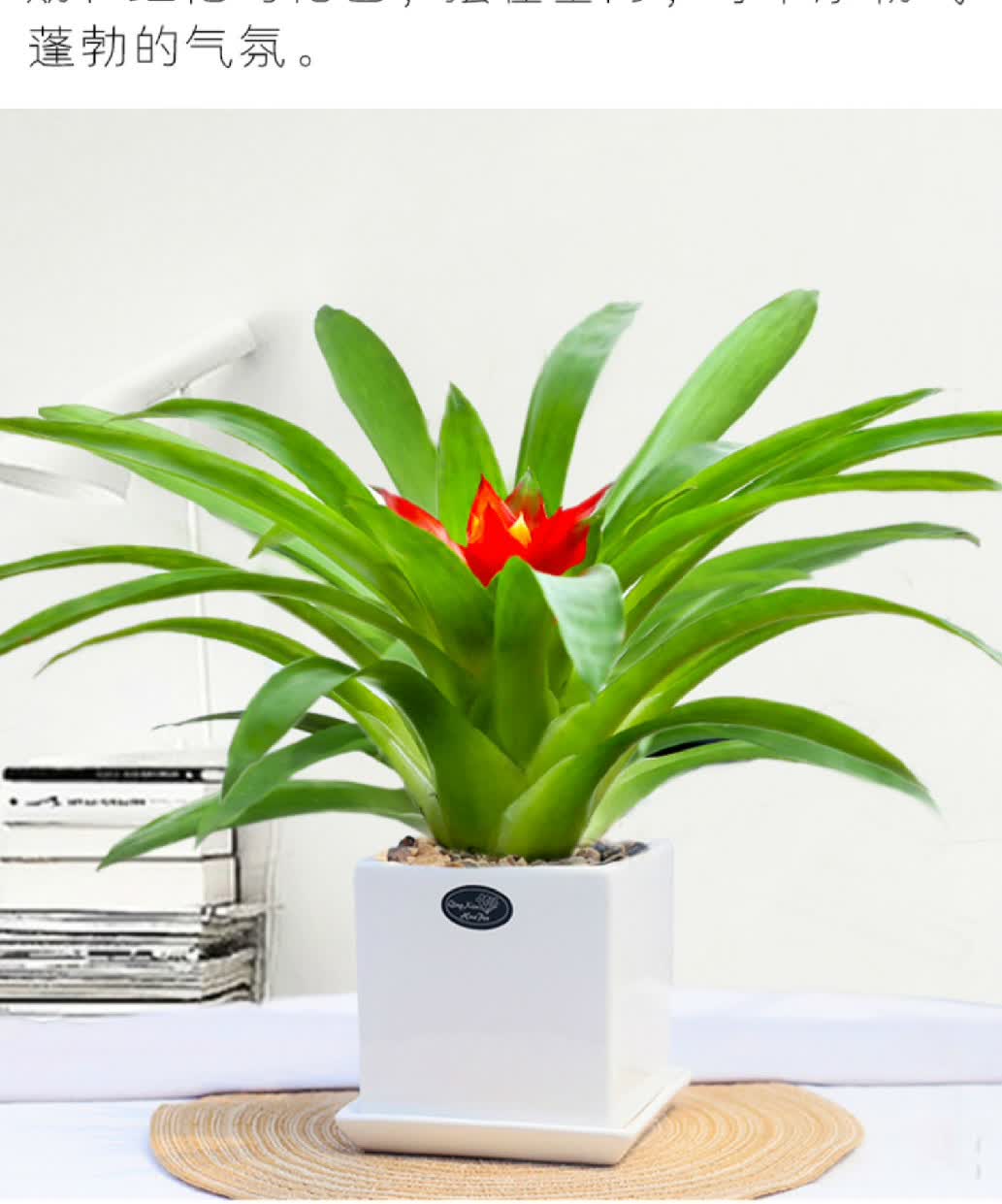 心头肉鸿运当头盆栽凤梨花四季好养植物室内绿植办公室开花植物大号