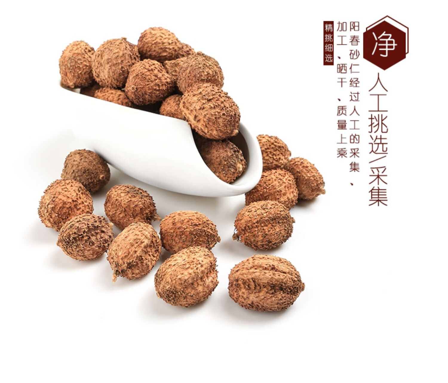 阳春春砂仁春砂仁野生春沙仁干果阳春特产中材煲汤蒸肉【图片 价格