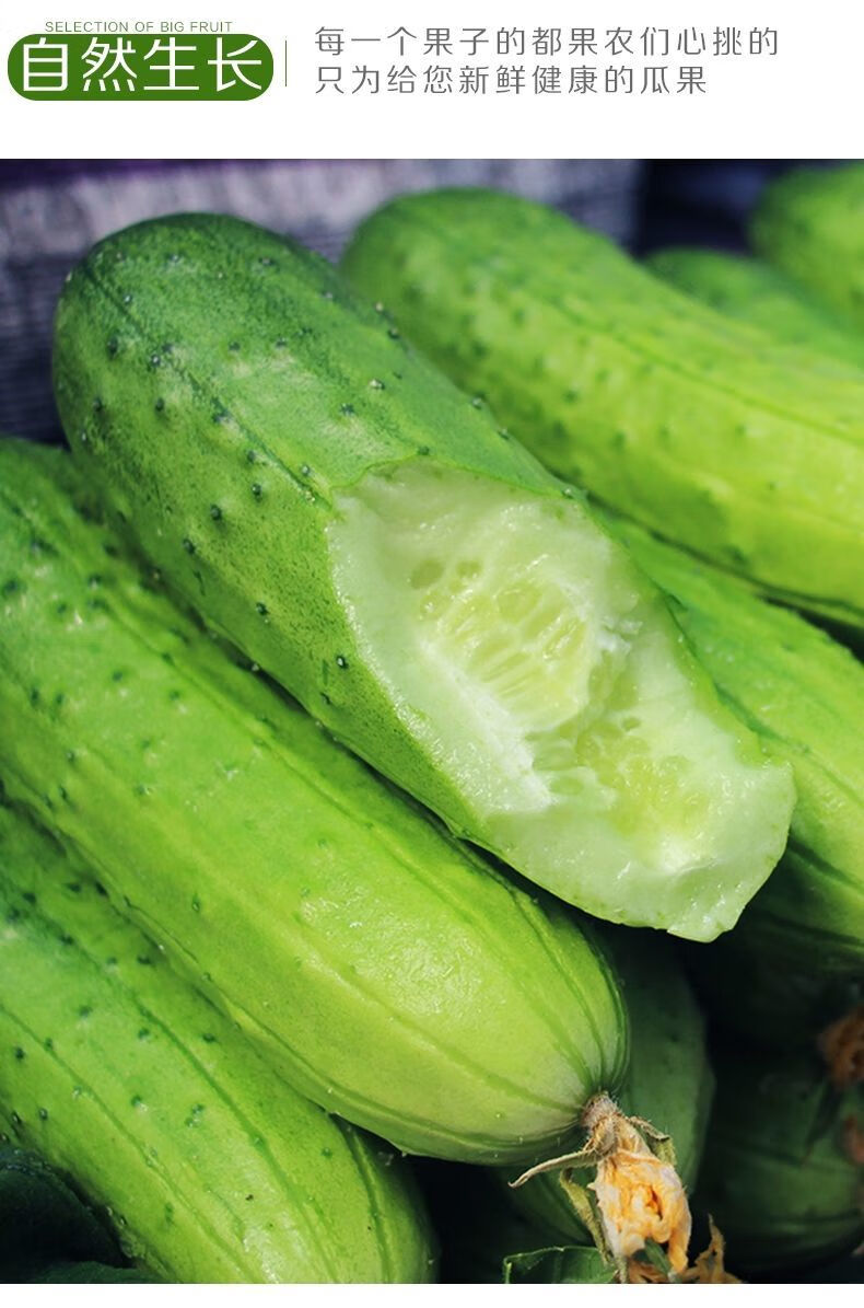 新鲜旱黄瓜生吃水果黄瓜现摘农家蔬菜当季刺青瓜脆嫩小黄瓜 5斤精选