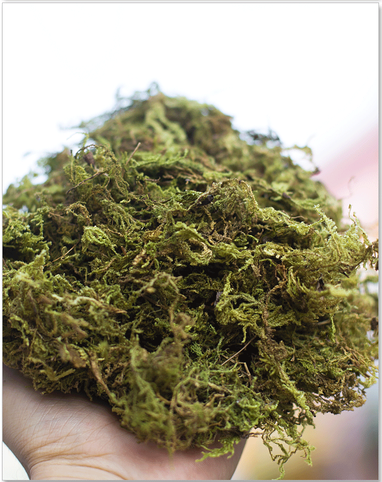 大包装干水苔青苔植物兰花蝴蝶兰专用营养土基质包邮铺面苔藓介质精选