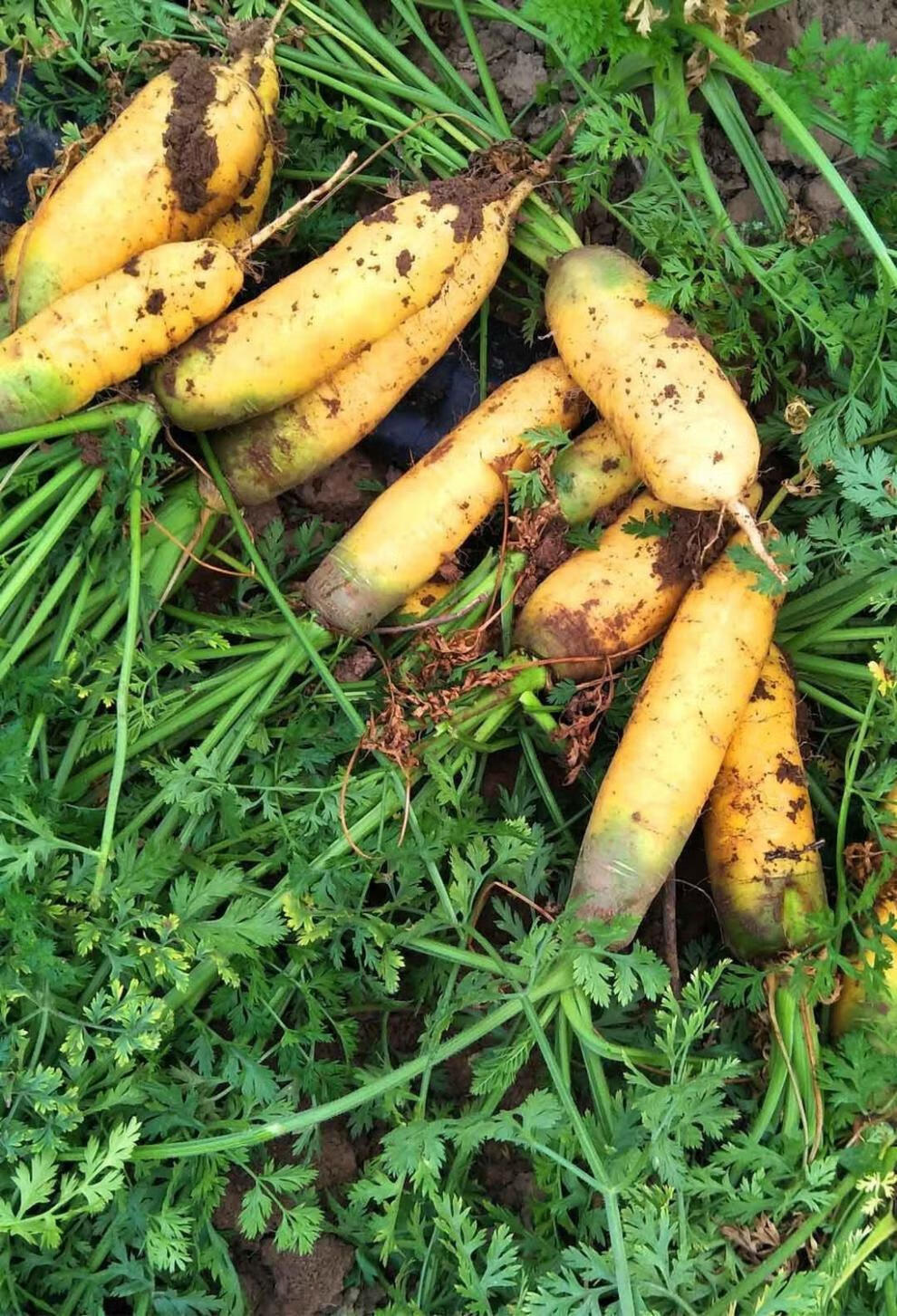 山西黄萝卜当季新鲜蔬菜胡萝卜生吃脆甜黄皮手抓饭萝卜黄河滩地种植9