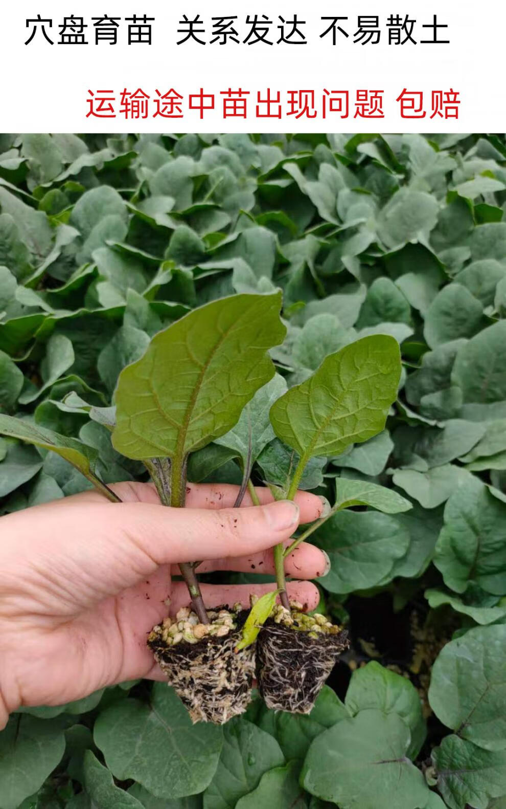 颜集卉茄子苗秧苗种籽子孑四季盆栽青皮圆茄长线苗秧春季种苗幼大全蔬