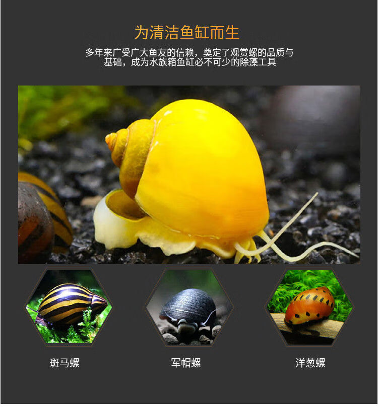 黄金螺观赏螺吃鱼屎活体除藻螺鱼缸清洁螺吃鱼屎工具螺淡水繁殖螺大号
