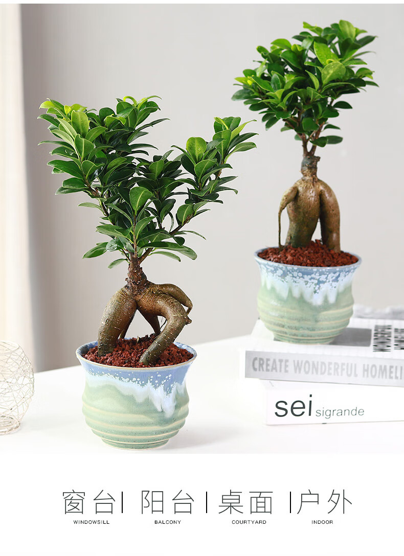 涞思芊【品质保证】小叶榕树盆景细叶榕人参榕老桩树桩盆栽花卉植物