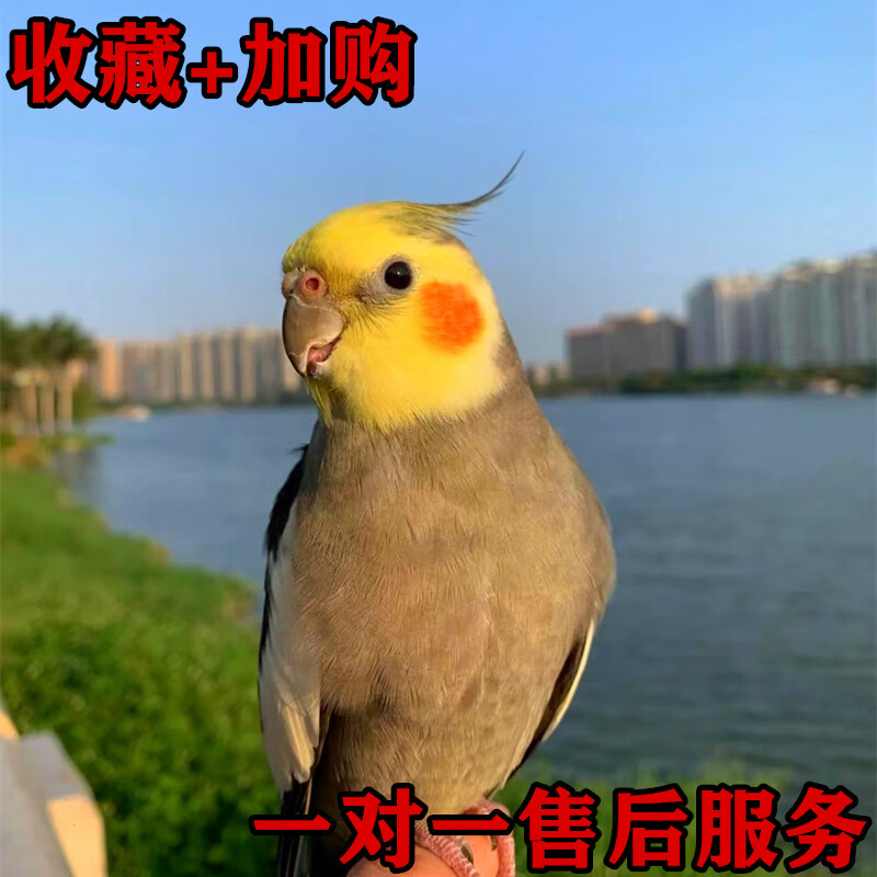 宠物雏鸟黄化幼鸟派特一对繁殖说话唱歌 四个月原始灰 珍珠花一公一母