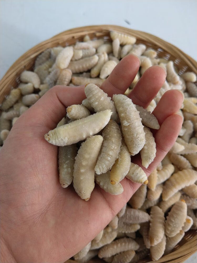 500克大土蜂虎头蜂3级蜂蛹金环胡蜂蜂蛹地龙蜂2斤一斤混装