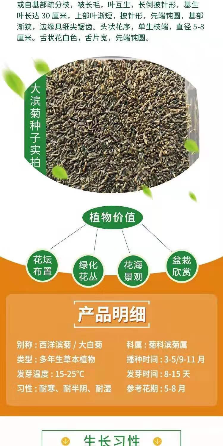 畷园大滨菊种子北方室外宿根花籽绿化耐寒庭院易种草花种籽花卉多年生