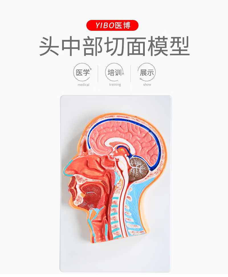 头部正中矢状切面模型头颅脑模型头部解剖模型医学教学用具