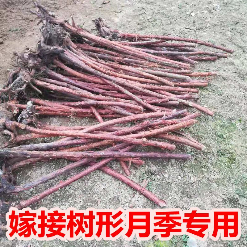 无刺蔷薇直杆独杆月季玫瑰嫁接砧木多头老桩高杆树桩山木香3公分粗12