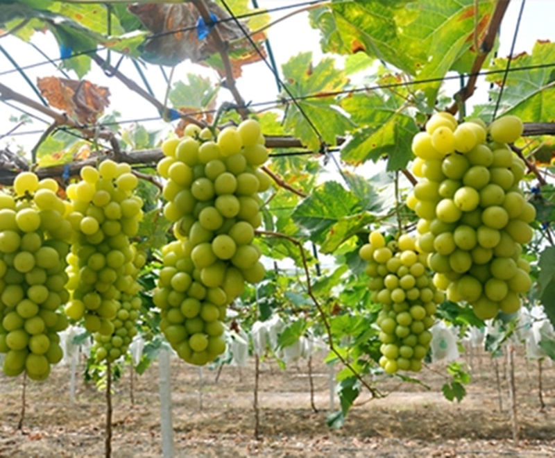 葡萄苖新品种日本香印翠玉青提晴王青提树苖南方北方四季果树苖3年苗