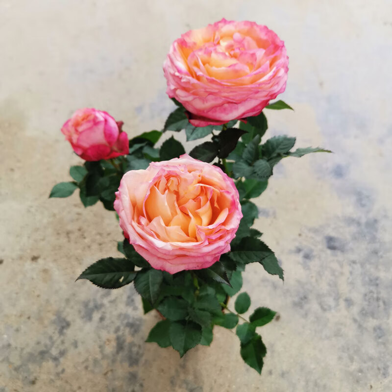 麦桑荷玫瑰花苗美人玫瑰钻石月季新品种大花苞花卉带花苞阳台窗台欧月