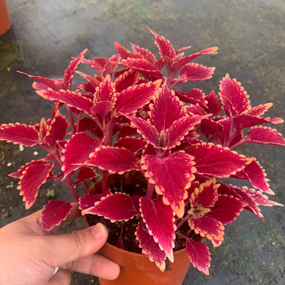络咚棠轻奢彩叶草盆栽花卉五彩苏观叶植物室内阳台庭院四季常红开花好