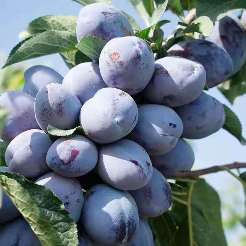 西梅苗女神西梅李子树苗西梅女神李子苗梅李女神李子苗111cm含140cm含