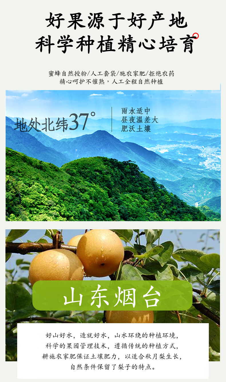 莱阳秋月梨脆甜多汁精品秋月冰糖梨羊脂秋月梨当季新鲜89个礼盒装精选