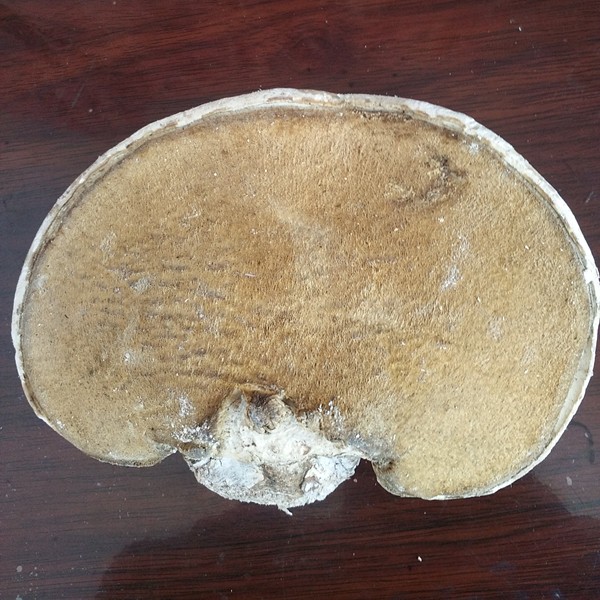 东北长白山野生白灵芝 玉芝整只灵芝 正宗纯野生可加