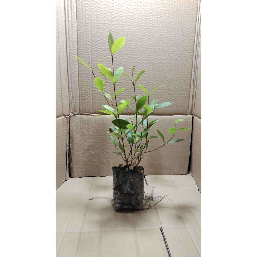 新鲜山捻子桃金娘盆栽稔子树木观叶观花植物盆景易种植成活花灌木