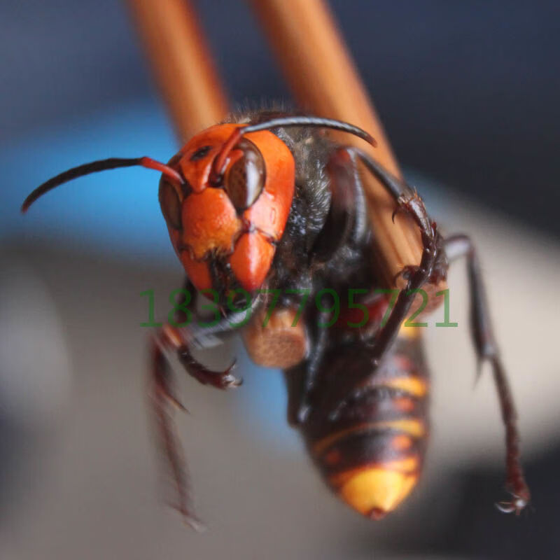 有仁堂虎头蜂活体现泡现实发金环大马蜂九里蜂中华大虎头蜂胡蜂大黄蜂