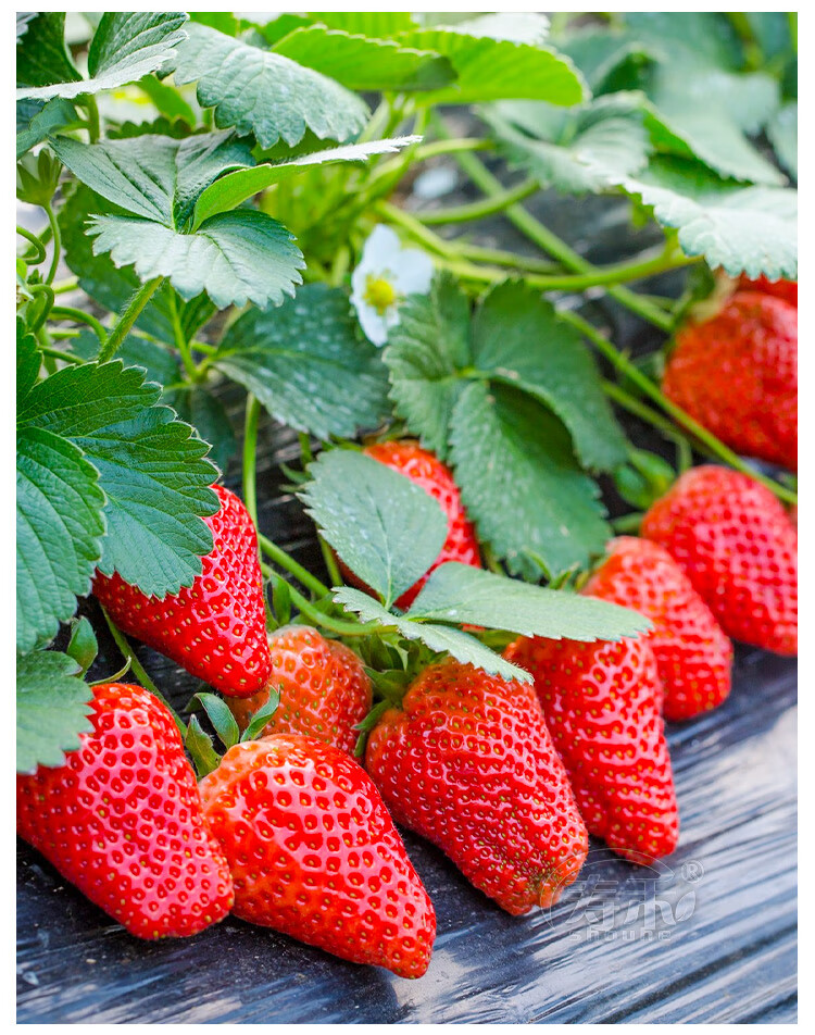 盆栽奶油草莓种籽子种植四季种子白阳台苗带土带盆大食用秧牛奶盆栽红