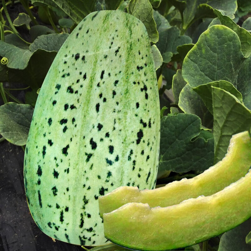 适用于冰翡翠甜瓜种子羊角蜜香瓜种籽酥白沙蜜伊丽莎白四季春季水果种