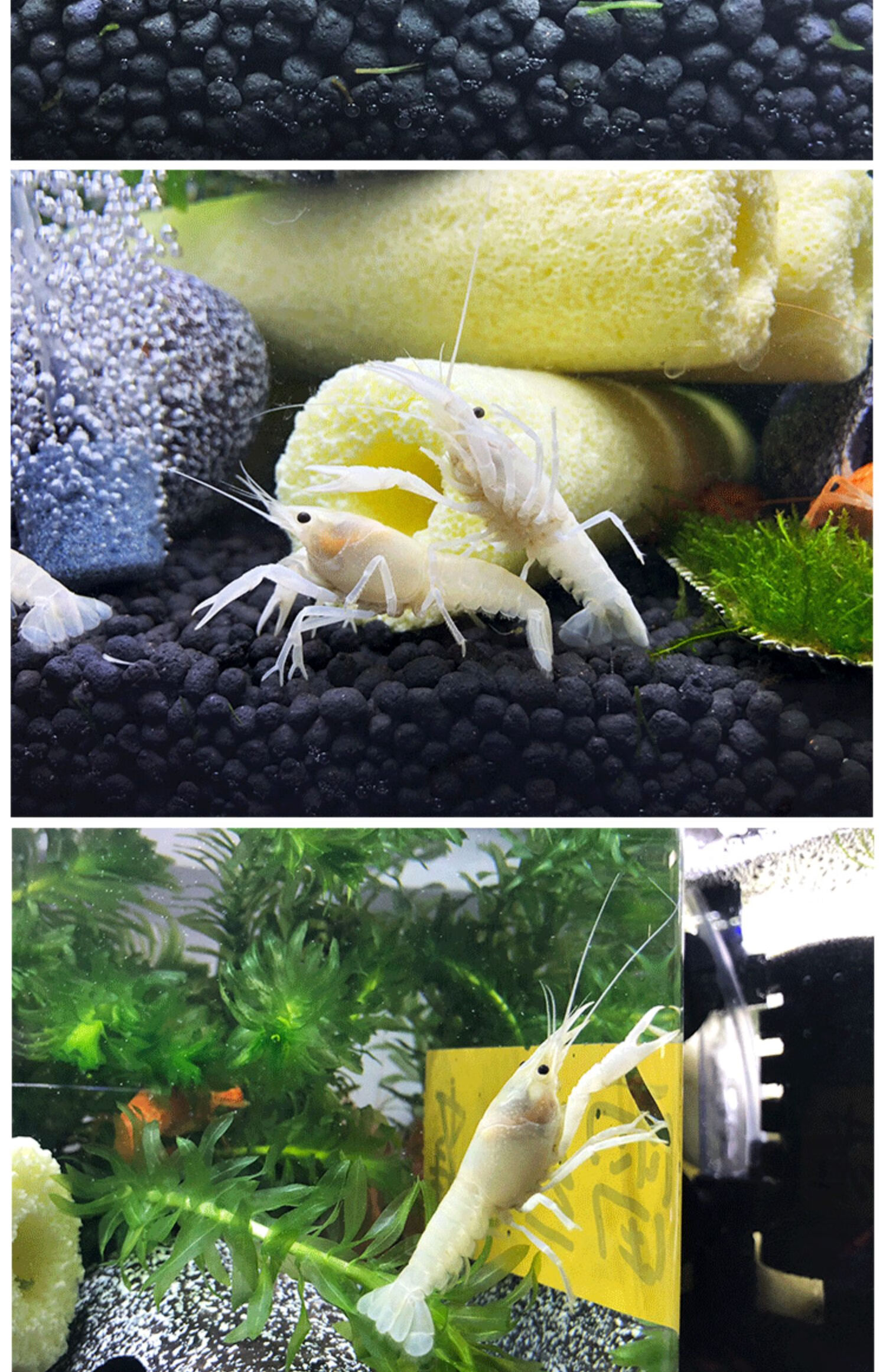 佛蓝鳌虾冷水观赏宠物虾佛兰熬虾佛罗里达蓝橙白敖螯虾活体蓝鳌虾46cm