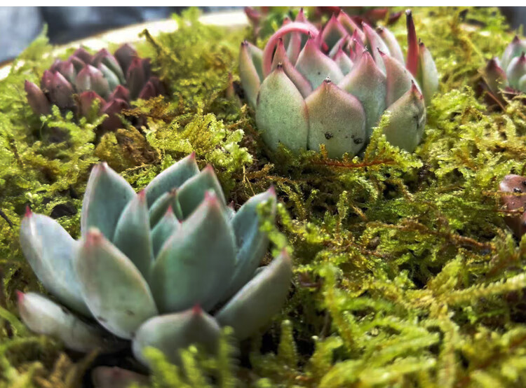 青苔孢子 青台草 青苔 鲜活 鲜台草 苔藓 野 台藓草 植物 苔藓 新鲜