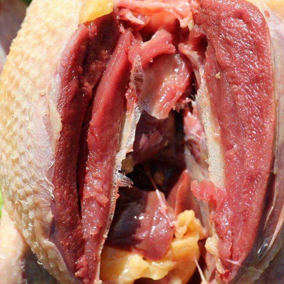 新鲜乳鸽土鸽子农家散养鸽子放飞活体乳鸽子肉鲜现杀真空青封铭五只