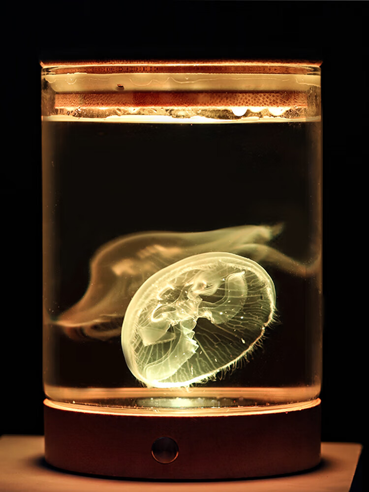 桌面好养赤月海月水母缸活物海洋宠物小型水族迷你观赏海水活体杯