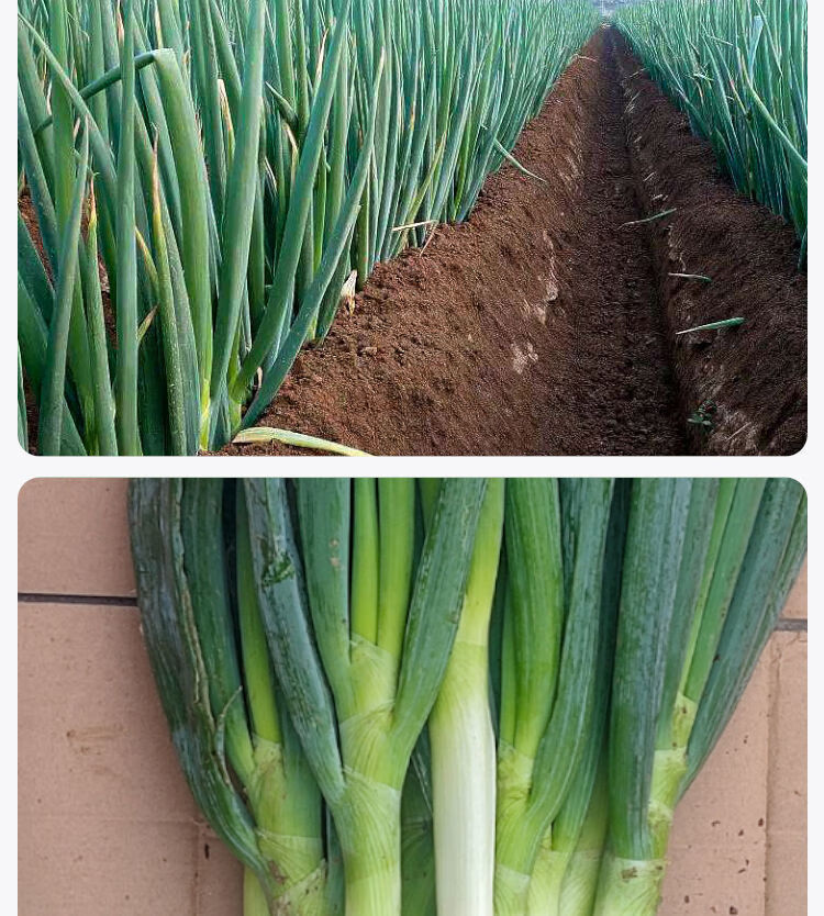 大葱山东铁杆大葱安丘大葱香葱绿葱产地现挖现发358斤35斤带皮半叶