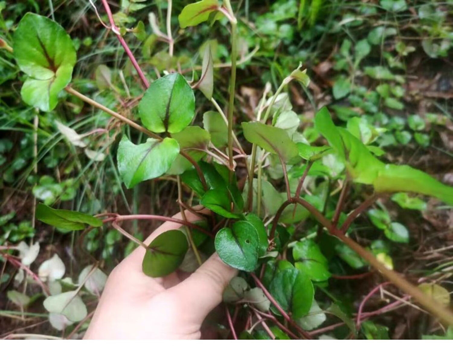 中药材金钱草500g中草药四川大叶干茶过路黄溶石草图片色