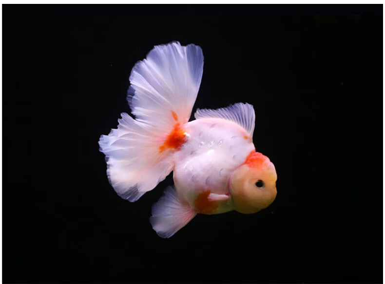 族萃进口百褶裙精品泰狮f1金鱼活体观赏鱼原泰冷水新手活鱼渔场进口