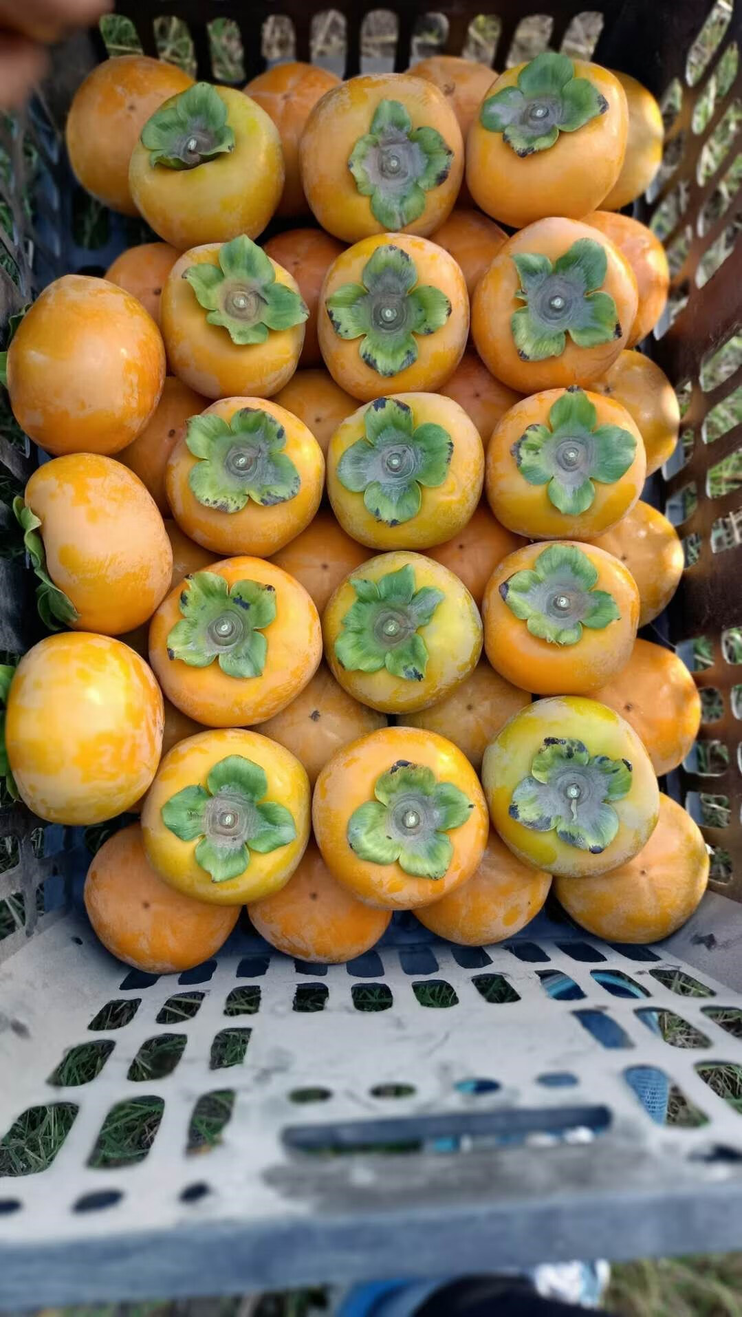 山西运城阳丰脆柿子巧克力脆甜爽冰糖心柿子大果新鲜水果脆柿 5斤 120