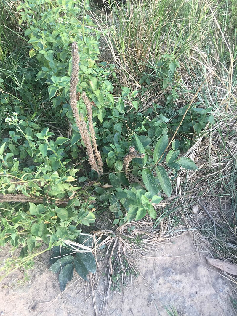 虎尾轮500g克土楼石参根清补煲汤料农家根新南靖特产福建优选图片色