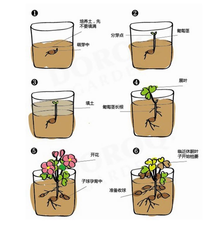 芊阙嘉瑰 上新酢浆草种球紫叶幸运草种子花苗花卉四季开花醡浆草蝴蝶