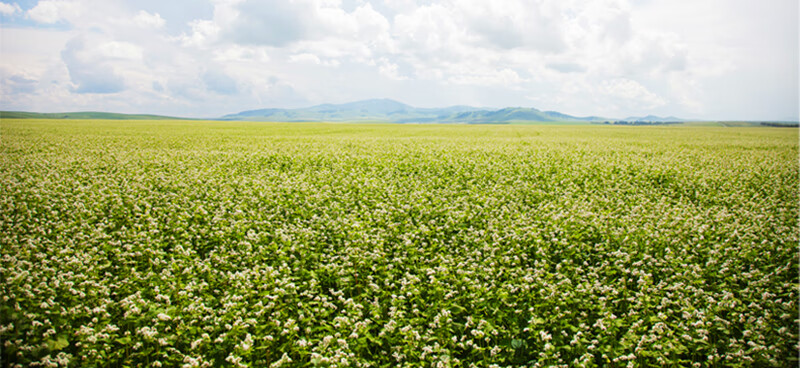 俄罗斯荞麦米杂粮荞麦三角米24kg