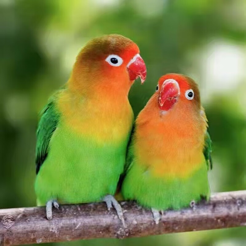 太阳鹦鹉和尚活体小太阳鸟活体鸟带标识合法鸟宠物观赏鸟家养宠物活体