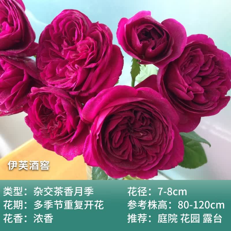 月季大花浓香伊芙月季花苗多季开花伊芙4号庭院阳台玫瑰花 伊芙日出