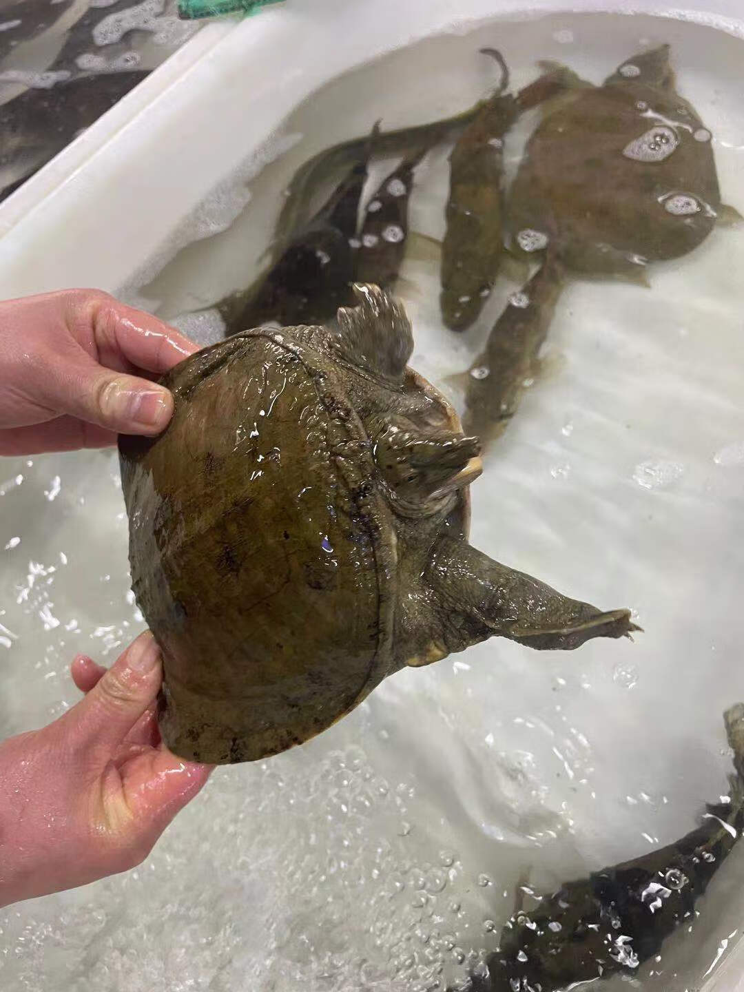 荟鲜港 纯甲鱼土鳖鲜活滋补煲汤活鳖海鲜王八团鱼食用甲鱼包活营养鱼