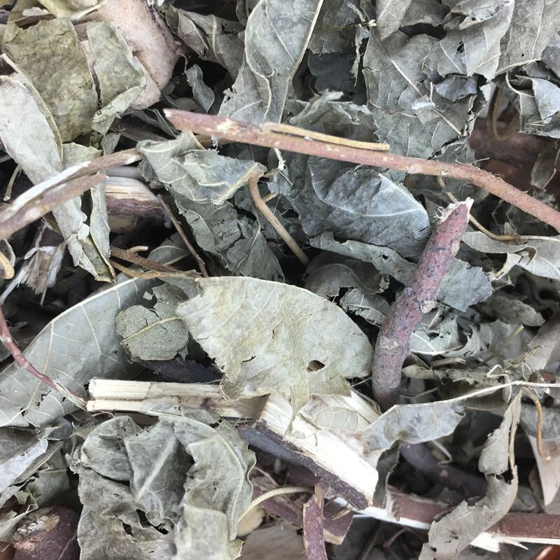 木豆葉幹品 觀音豆 樹豆 三葉豆 花螺樹豆 豆中