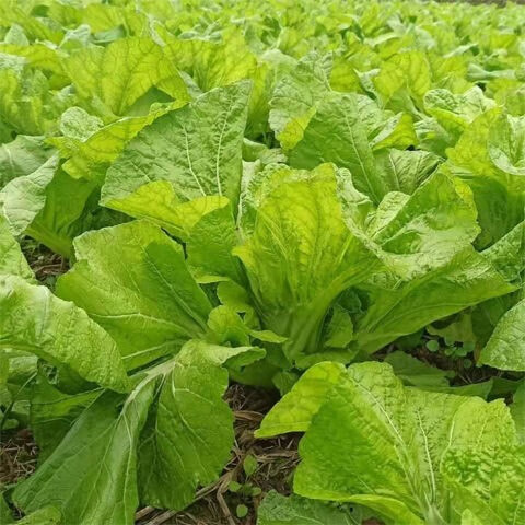 贵州农家自种青菜大叶青菜芥菜酸菜新鲜蔬菜 3斤(纸箱发货)【图片