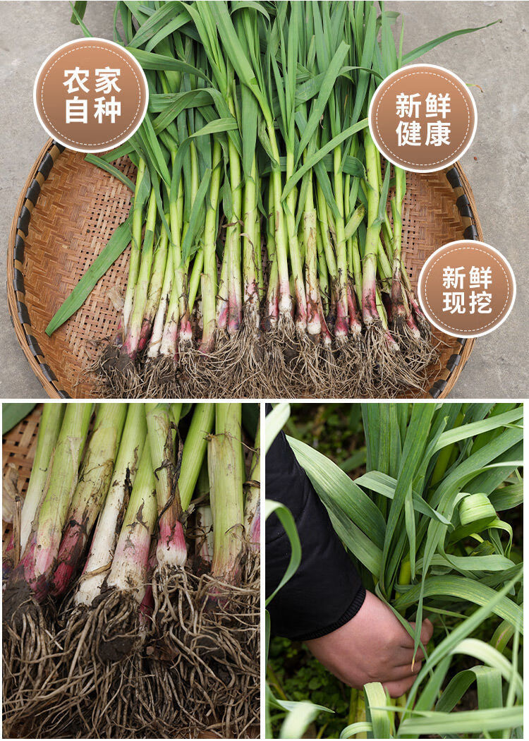 红皮大蒜苗新鲜蔬菜农家自种香蒜苗现挖带泥红根紫皮大蒜苗 净重1斤