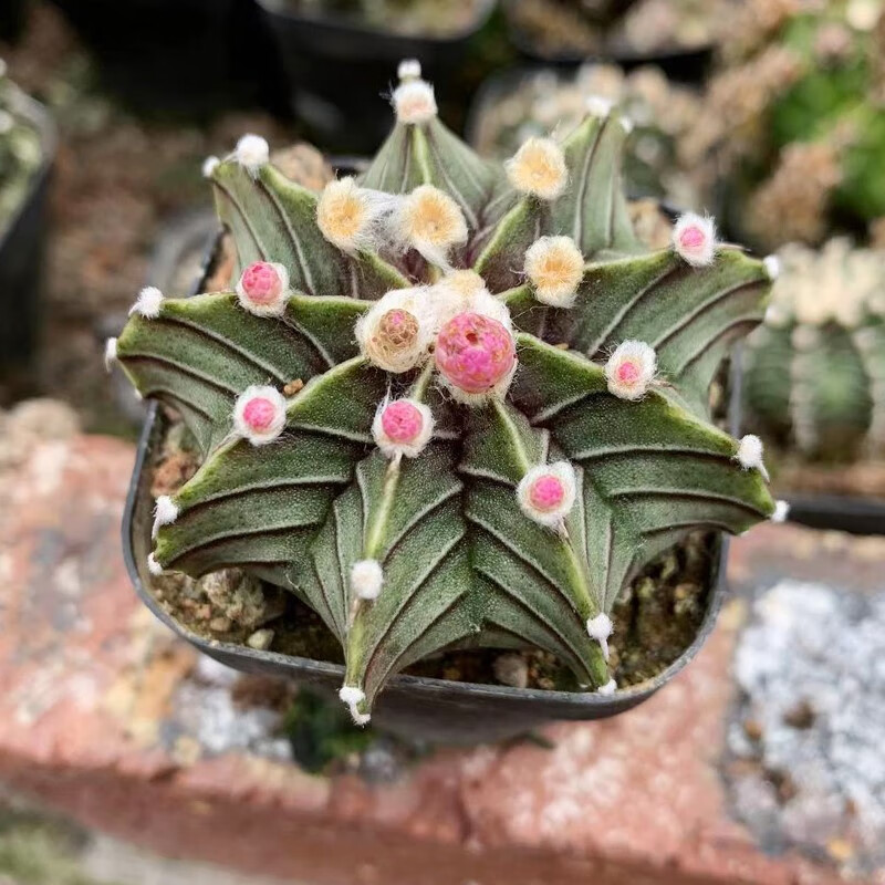 肋骨仙人球实生球开花好养易活美观趣味办公阳台窗台绿植牡丹仙人