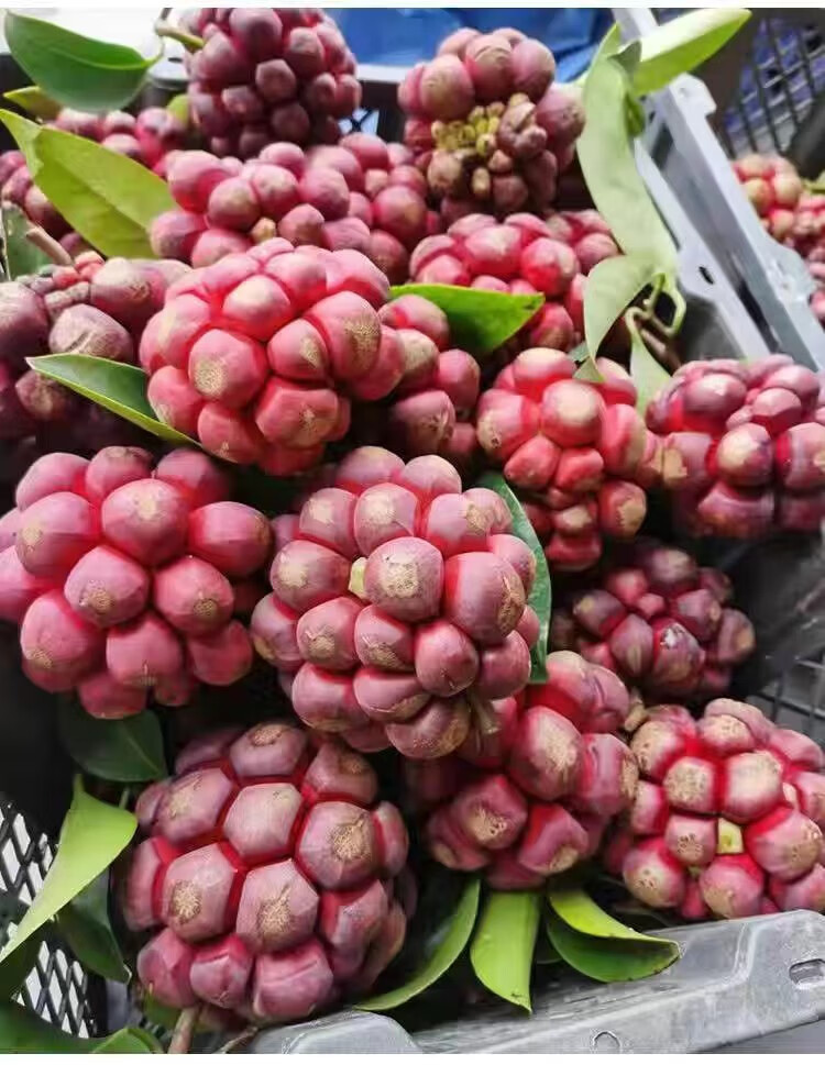 奢旺【2022新果】黑老虎鲜果布福娜水果稀奇恶魔果实应季当季新鲜现摘