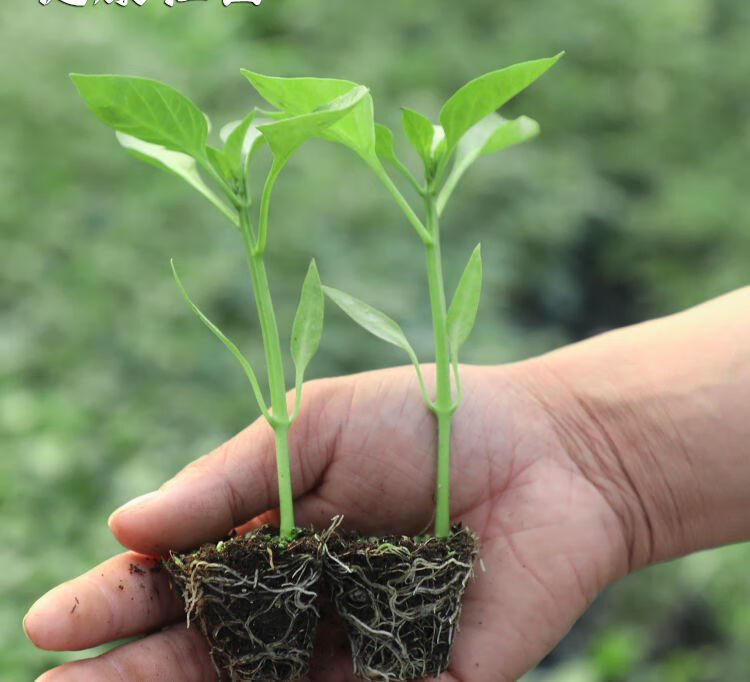 辣椒苗牛角椒苗线椒苗薄皮椒苗螺丝椒辣椒蔬菜苗阳台盆栽 【杭椒苗】*